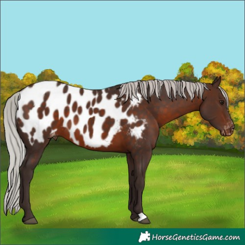 Horse Color:Silver Brown Appaloosa 