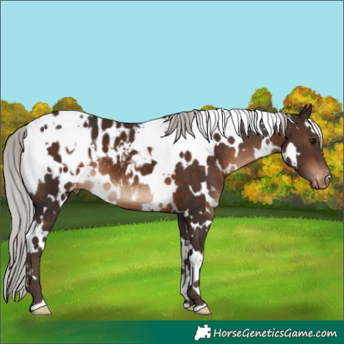 Horse Color:White Spotted Silver Brown Appaloosa