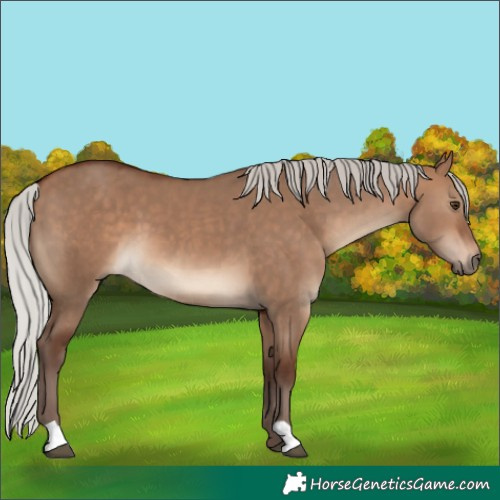 Horse Color:Silver Bay Dun 