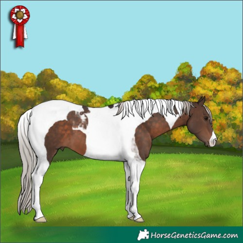 Horse Color:Silver Brown Tobiano 