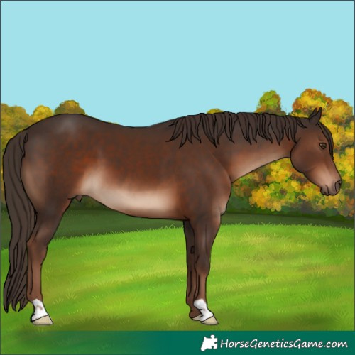 Horse Color:Liver Chestnut