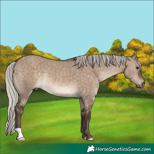 Horse Color:Silver Brown Dun Rabicano