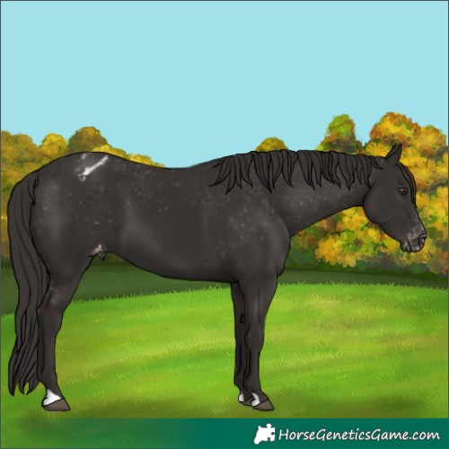 Horse Color:Liver Chestnut Appaloosa 
