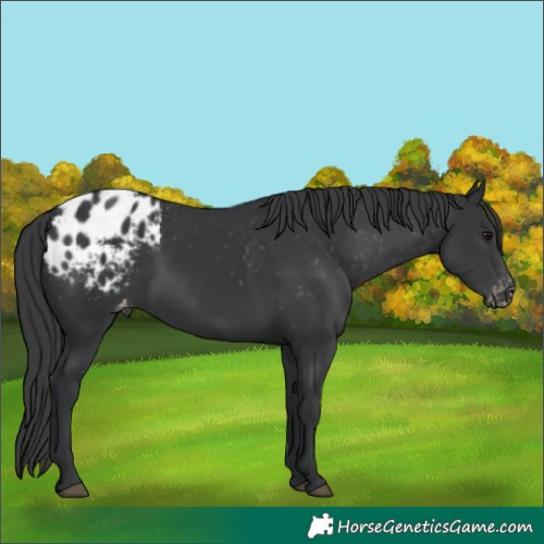 Horse Color:White Spotted Black Appaloosa 