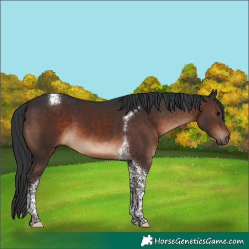 Horse Color:Brown Tobiano 