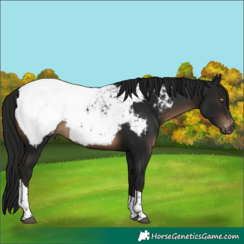 Horse Color:Gray Brown Tobiano Appaloosa 