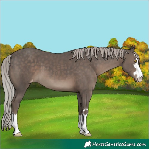 Horse Color:Silver Black Appaloosa 