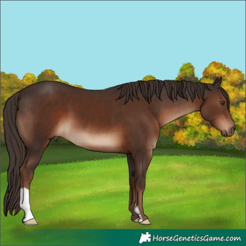 Horse Color:Liver Chestnut