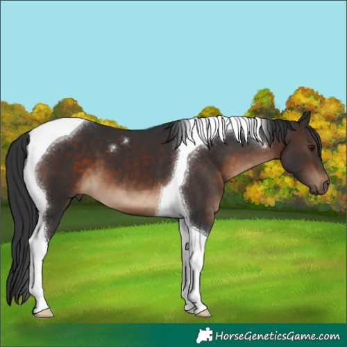 Horse Color:Brown Tobiano