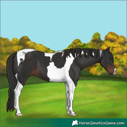 Horse Color:Liver Chestnut Tobiano