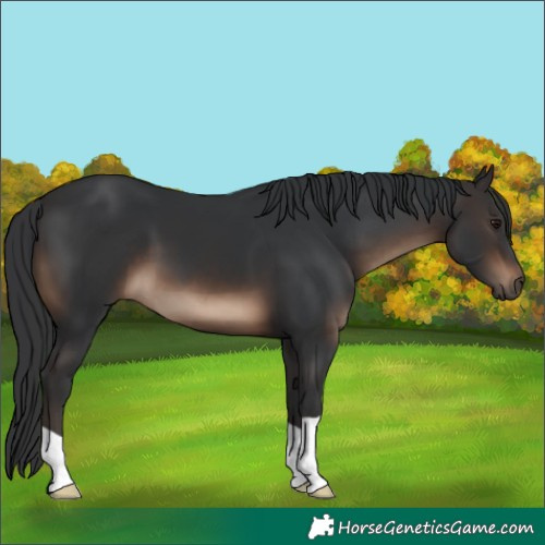 Horse Color:Brown 