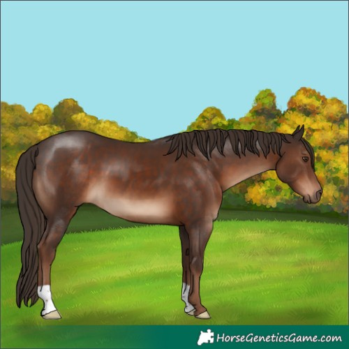 Horse Color:Liver Chestnut 