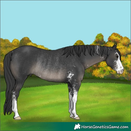 Horse Color:Black Sabino Rabicano 