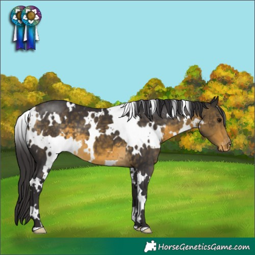 Horse Color:White Spotted Buckskin Appaloosa 
