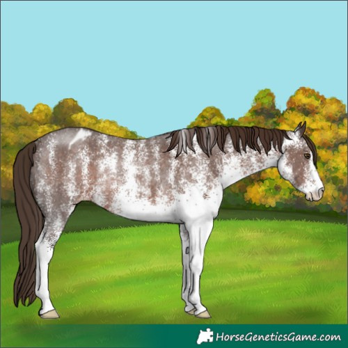 Horse Color:White Spotted Liver Chestnut Varnish Rabicano