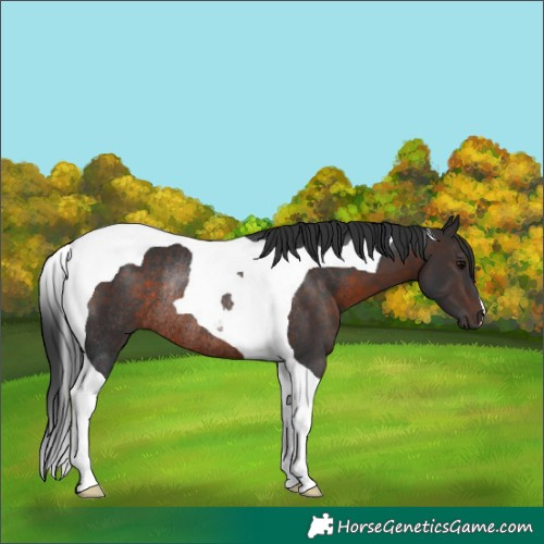 Horse Color:Brown Tobiano Rabicano
