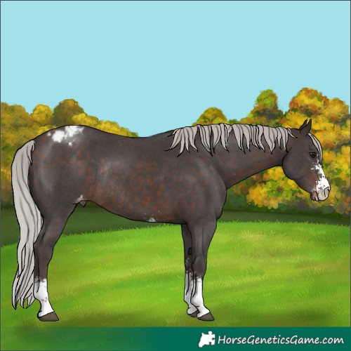 Horse Color:Silver Brown Sabino Appaloosa Rabicano 