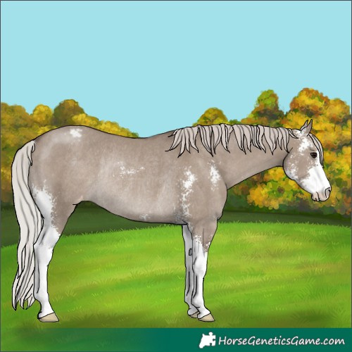 Horse Color:Silver Grullo Sabino Appaloosa Rabicano
