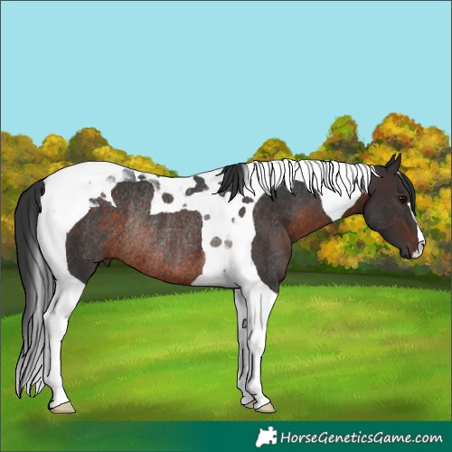 Horse Color:Brown Tobiano Rabicano 
