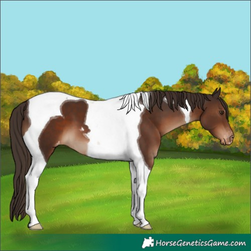 Horse Color:Liver Chestnut Tobiano Appaloosa 