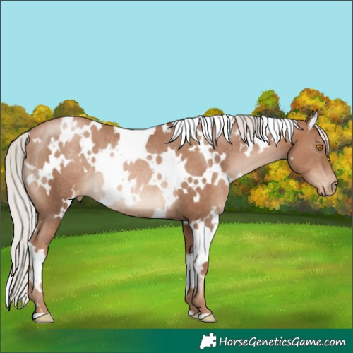 Horse Color:White Spotted Silver Black Pearl Appaloosa Rabicano 