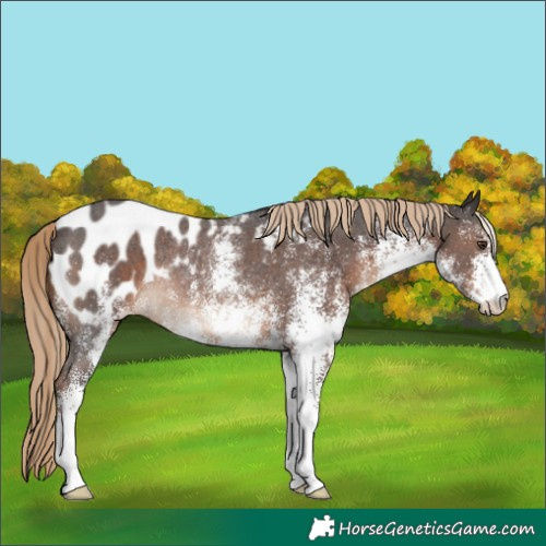 Horse Color:White Spotted Liver Chestnut Appaloosa Rabicano