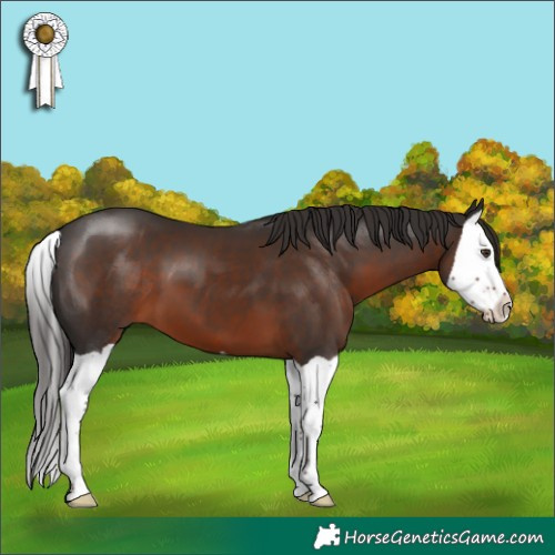 Horse Color:Liver Chestnut Splash