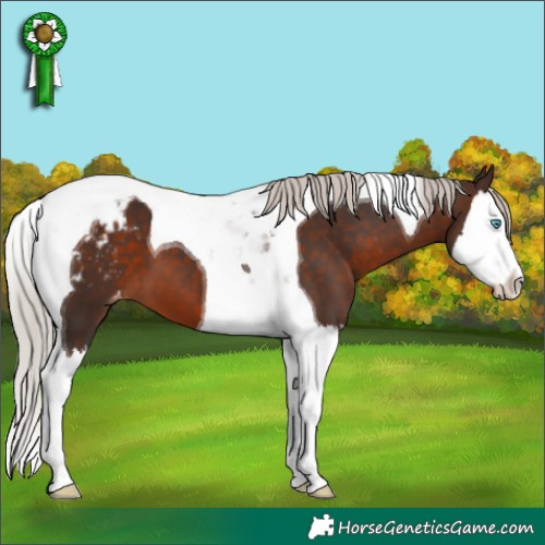 Horse Color:Silver Brown Splash Tobiano Appaloosa