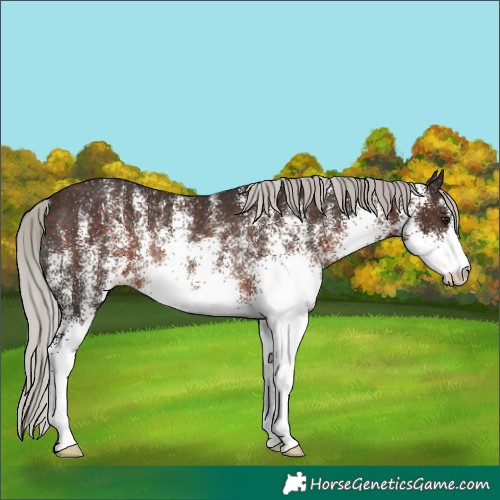 Horse Color:White Spotted Silver Brown Appaloosa Rabicano 