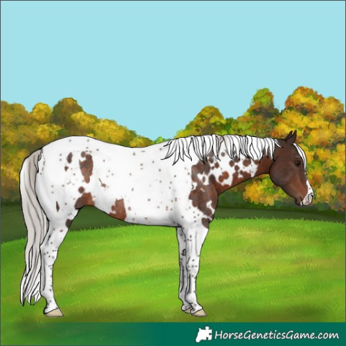 Horse Color:White Spotted Silver Brown Tobiano Rabicano 