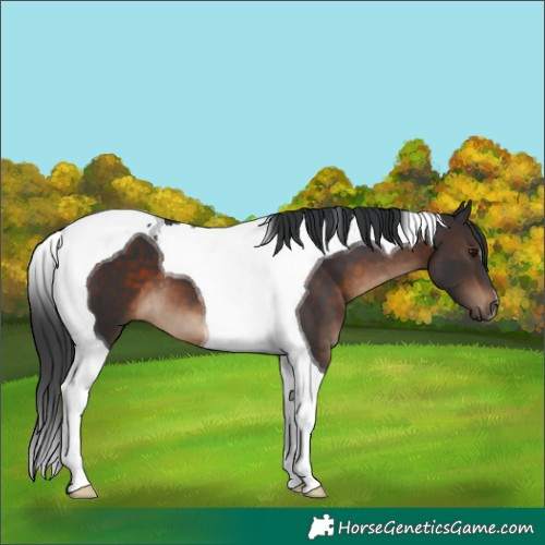 Horse Color:Brown Tobiano