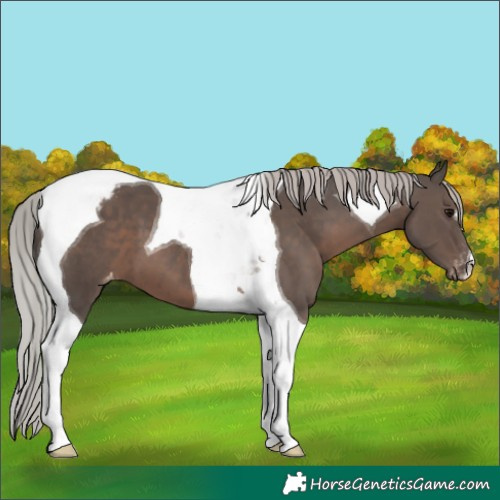 Horse Color:Silver Black Tobiano Varnish