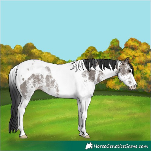 Horse Color:White Spotted Brown Dun Tobiano Rabicano 