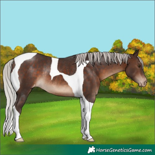 Horse Color:Silver Brown Tobiano Appaloosa Rabicano