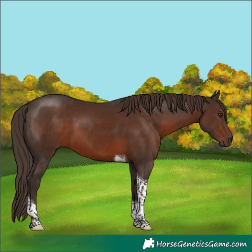 Horse Color:Liver Chestnut Tobiano 