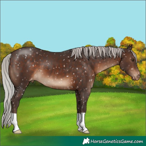 Horse Color:Silver Brown Appaloosa 