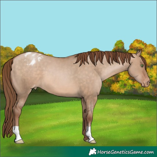 Horse Color:Brown Pearl Dun Appaloosa