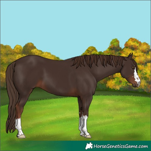 Horse Color:Liver Chestnut 