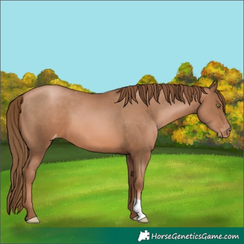 Horse Color:Liver Chestnut Pearl Appaloosa