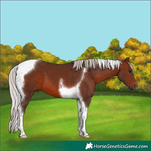 Horse Color:Silver Brown Tobiano