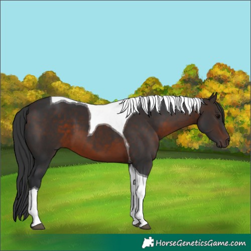 Horse Color:Brown Tobiano 