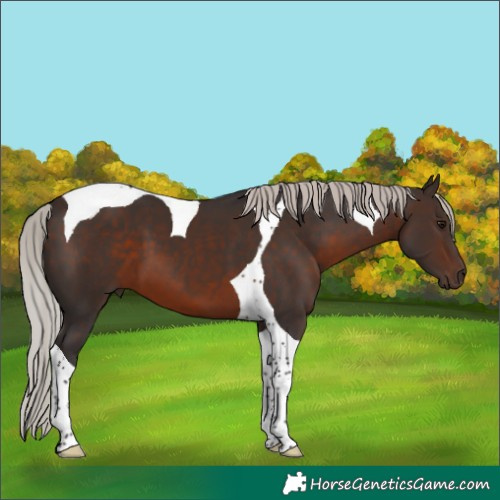 Horse Color:Silver Brown Tobiano