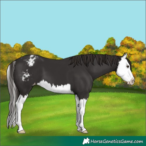 Horse Color:Liver Chestnut Splash Appaloosa