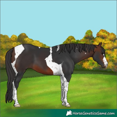 Horse Color:Brown Tobiano