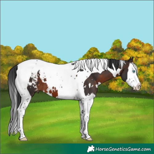 Horse Color:White Spotted Brown Splash Tobiano Appaloosa