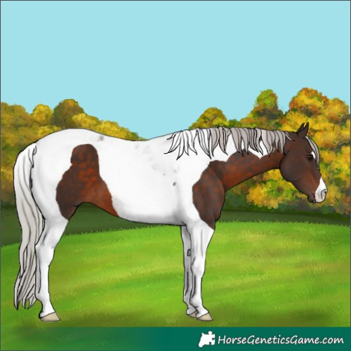 Horse Color:Silver Brown Tobiano 