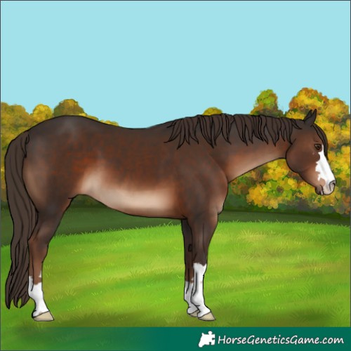 Horse Color:Liver Chestnut