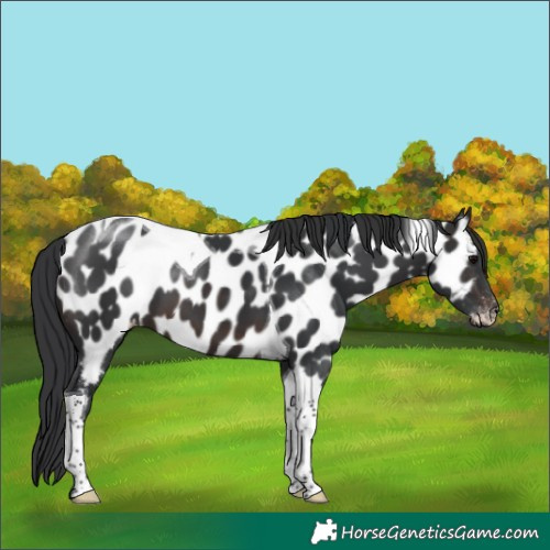 Horse Color:Brown Tobiano Appaloosa 