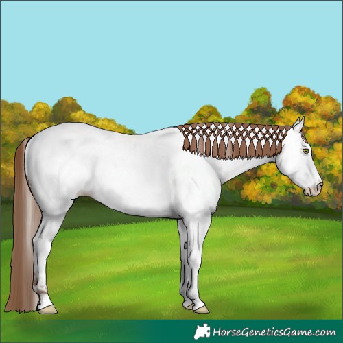 Horse Color:Amber Champagne Appaloosa 