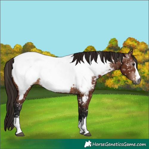 Horse Color:Gray Bay Near Fewspot 